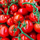 25 PCS Seeds Heirloom Milky Bright Red Oval Little Dwarf Tomato 25 PCS Seeds Heirloom Milky Bright Red Oval Little Dwarf Tomato