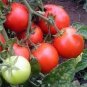 25 PCS Seeds Heirloom Milky Bright Red Oval Little Dwarf Tomato