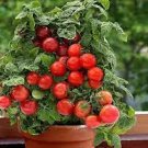 100 PCS Seeds Heirloom Mini Bright Red Cherry Tomato Fruits 100 PCS Seeds Heirloom Mini Bright Red Cherry Tomato Fruits