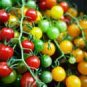 100 PCS Seeds Heirloom Mini Bright Red Cherry Tomato Fruits
