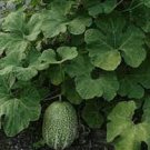 8 PCS Seeds Heirloom Malabar Gourd