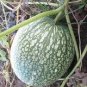 8 PCS Seeds Heirloom Malabar Gourd