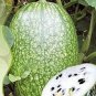 8 PCS Seeds Heirloom Malabar Gourd