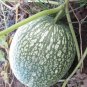 8 PCS Seeds Heirloom Malabar Gourd