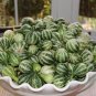 10 PCS Seeds Heirloom Miniature Tennessee Dancing Spinner Gourd Cucurbita Pepo