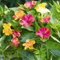 20 PCS Seeds Heirloom Mix Four O'clock Marvel of Peru Flowers