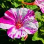 20 PCS Seeds Heirloom Mix Four O'clock Marvel of Peru Flowers
