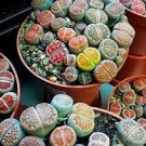 100 PCS Seeds Heirloom Mix Lithops Pseudotruncatella Succulent Plant 100 PCS Seeds Heirloom Mix Lithops Pseudotruncatella Succulent Plant