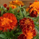 50 PCS Seeds Heirloom Mixed French Marigold Annual Flowers 50 PCS Seeds Heirloom Mixed French Marigold Annual Flowers