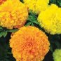 50 PCS Seeds Heirloom Mixed French Marigold Annual Flowers