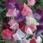 8 PCS Seeds Heirloom Mixed Latifolius Sweet Pea