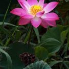 5 PCS Seeds Heirloom Mixed Pink Rose Red Blue Orange Lotus Nelumbo Nucifera Flower