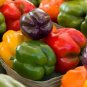 50 PCS Seeds Heirloom Mixed Yellow Green Red Orange Sweet Bell Pepper Organic