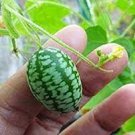 20 PCS Seeds Heirloom Mouse Melon Sandiita Cucamelon Melothria Scabra