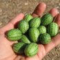 20 PCS Seeds Heirloom Mouse Melon Sandiita Cucamelon Melothria Scabra