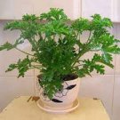 30 PCS Seeds Heirloom Mozzie Buster Mosquito Repellent Herb Weed 30 PCS Seeds Heirloom Mozzie Buster Mosquito Repellent Herb Weed