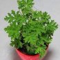 30 PCS Seeds Heirloom Mozzie Buster Mosquito Repellent Herb Weed