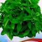 30 PCS Seeds Heirloom Mozzie Buster Mosquito Repellent Herb Weed