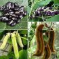 5 PCS Seeds Heirloom Mucuna Pruriens