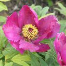 5 PCS Seeds Heirloom Multi-petalled Pink Peony Tree 'Wu Zhi' Flower