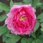 5 PCS Seeds Heirloom Multi-petalled Pink Peony Tree 'Wu Zhi' Flower