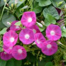 10 PCS Seeds Heirloom Multi-petalled Purple Morning Glory Ipomoea Nil Annual Flower
