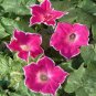10 PCS Seeds Heirloom Multi-petalled Purple Morning Glory Ipomoea Nil Annual Flower