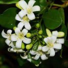 20 PCS Seeds Heirloom Murraya Paniculata Orange Jasmine 20 PCS Seeds Heirloom Murraya Paniculata Orange Jasmine