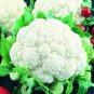 50 PCS Seeds Heirloom Natural Health White Broccoli Cauliflower