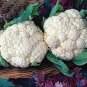 50 PCS Seeds Heirloom Natural Health White Broccoli Cauliflower