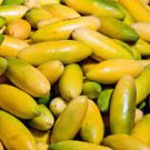 10 PCS Seeds Heirloom New Cassabanana Sicana Odorifera