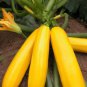 10 PCS Seeds Heirloom New Cassabanana Sicana Odorifera