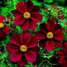 100 PCS Seeds Heirloom New Rare Chocolate Cosmos Flower