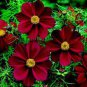 100 PCS Seeds Heirloom New Rare Chocolate Cosmos Flower