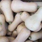 10 PCS Seeds Heirloom Nutter Butter Squash Vegetable Organic 10 PCS Seeds Heirloom Nutter Butter Squash Vegetable Organic