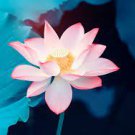 1 PCS Seeds Heirloom Office Desk Small Pink Water Lily 1 PCS Seeds Heirloom Office Desk Small Pink Water Lily