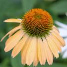 100 PCS Seeds Heirloom Orange Black Echinacea PurpureaSeeds Coneflowers 100 PCS Seeds Heirloom Orange Black Echinacea PurpureaSeeds Coneflowers