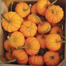 10 PCS Seeds Heirloom Orange Jack Be Little Pumpkin 10 PCS Seeds Heirloom Orange Jack Be Little Pumpkin