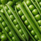 500 PCS Seeds Heirloom Organic Green Arrow Pea Vegetable