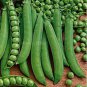 500 PCS Seeds Heirloom Organic Green Arrow Pea Vegetable