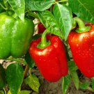 40 PCS Seeds Heirloom Organic Green Bell Sweet Pepper