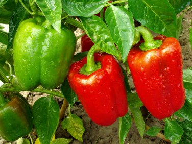 40 PCS Seeds Heirloom Organic Green Bell Sweet Pepper