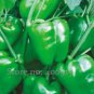 40 PCS Seeds Heirloom Organic Green Bell Sweet Pepper