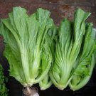 30 PCS Seeds Heirloom Organic Green Leaf Mustard Brassica juncea Vegetables