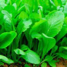 120 PCS Seeds Heirloom Organic Green Leaf Mustard Brassica juncea Vegetables