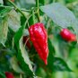 20 PCS Seeds Heirloom Organic Green Red White Hot Chilli Pepper Vegetables