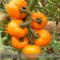 100 PCS Seeds Heirloom Organic Yellow Truss Tomato Middle-sized Fruits Seeds Tasty Juicy Sweet