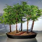 50 PCS Seeds Heirloom Outdoor Bonsai Dawn Redwood