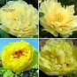 5 PCS Seeds Heirloom Peony Yellow Series