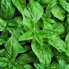 50 PCS Seeds Heirloom Organic Large Leaf Sweet Basil 50 PCS Seeds Heirloom Organic Large Leaf Sweet Basil